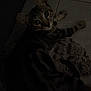 Prince a rejoint le concours — aidez-le/la à gagner de superbes lots ! animal, blanket, cat, curious, cute, dark, domestic, ears, floor, fur, indoor, looking_up, mammal, pet, resting, shadow, tabby, texture, tile, whiskers