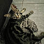 Prince participe au concours pour gagner de l'argent avec cette photo : animal, cat, curious, cute, domestic_cat, ears, feline, floor, fluffy_rug, indoor, laying_down, looking_up, mammal, pet, rug, striped_fur, tabby_cat, tail, tile_flooring, whiskers