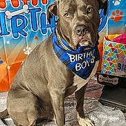 Klaus joined the competition — help win amazing prizes! animal, backdrop, balloon, birthday_boy_bandana, birthday_hat, blue, canine, celebration, cute, decorations, dog, festive, gift_bag, hat, indoor, party, paw_prints, pet, portrait, sitting