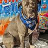animal, backdrop, balloon, birthday_boy_bandana, birthday_hat, blue, canine, celebration, cute, decorations, dog, festive, gift_bag, hat, indoor, party, paw_prints, pet, portrait, sitting