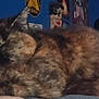 cat, tortoiseshell, feline, indoor, blurred, resting, animal, pet, fur, closeup, laying, cozy, room, poster, wall, dark, sleepy, whiskers, ears, soft