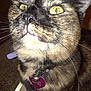 Serena joined the competition — help win amazing prizes! cat, tortoiseshell, close_up, indoor, pet, collar, tag, yellow_eyes, fur, whiskers, face, animal, curious, domestic_cat, feline, nose, ears, indoor_lighting, portrait, closeup