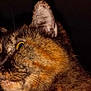 cat, tortoiseshell, close_up, side_profile, fur, whiskers, yellow_eyes, animal, pet, dark_background, portrait, mammal, feline, head, ear, face, looking, night, moody_lighting, texture