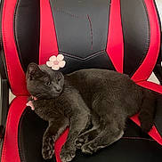 Chipie participe au concours pour gagner de l'argent avec cette photo : animal, cat, chair, collar, cute, domestic_cat, ears, feline, flower_accessory, fur, gaming_chair, gray_cat, indoor, paw, pet, pink, red_and_black, relaxed, resting, whiskers