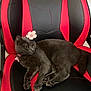 animal, cat, chair, collar, cute, domestic_cat, ears, feline, flower_accessory, fur, gaming_chair, gray_cat, indoor, paw, pet, pink, red_and_black, relaxed, resting, whiskers