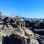 animal, beach, clear_sky, coast, curious, daytime, dog, nature, ocean, outdoor, pet, plaid_jacket, rock, scenic, seaweed, shore, sky, small_dog, sunny, waves