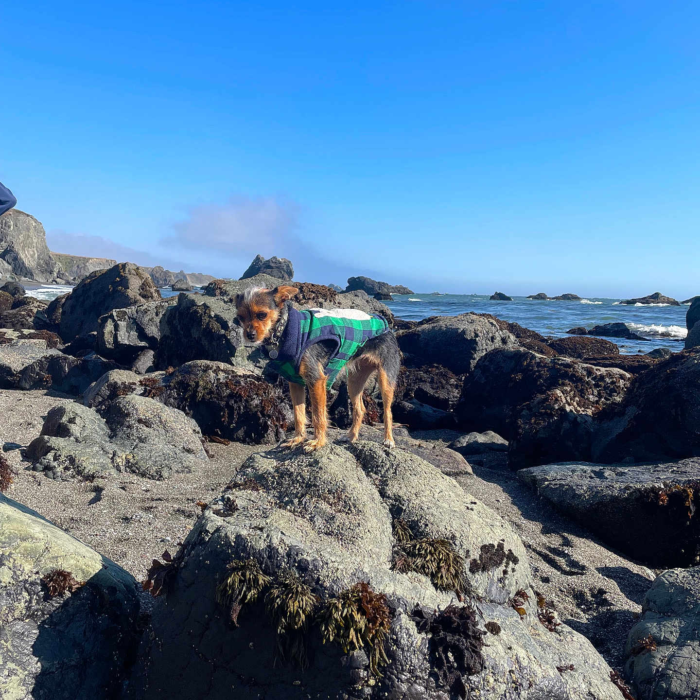 𝕃𝕒𝕔𝕪 joined the competition — help win amazing prizes! animal, beach, clear_sky, coast, curious, daytime, dog, nature, ocean, outdoor, pet, plaid_jacket, rock, scenic, seaweed, shore, sky, small_dog, sunny, waves