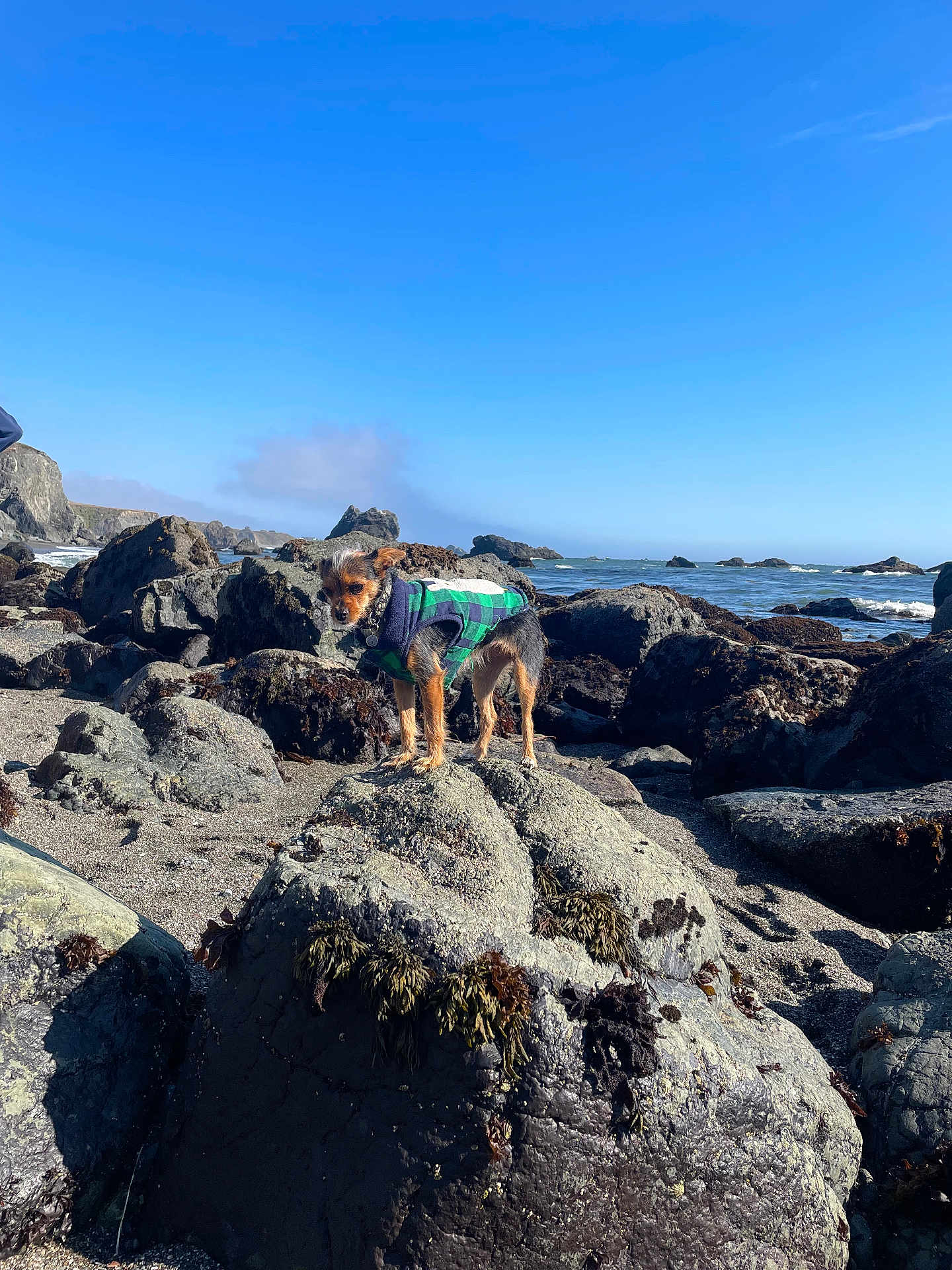 𝕃𝕒𝕔𝕪 joined the competition — help win amazing prizes! animal, beach, clear_sky, coast, curious, daytime, dog, nature, ocean, outdoor, pet, plaid_jacket, rock, scenic, seaweed, shore, sky, small_dog, sunny, waves