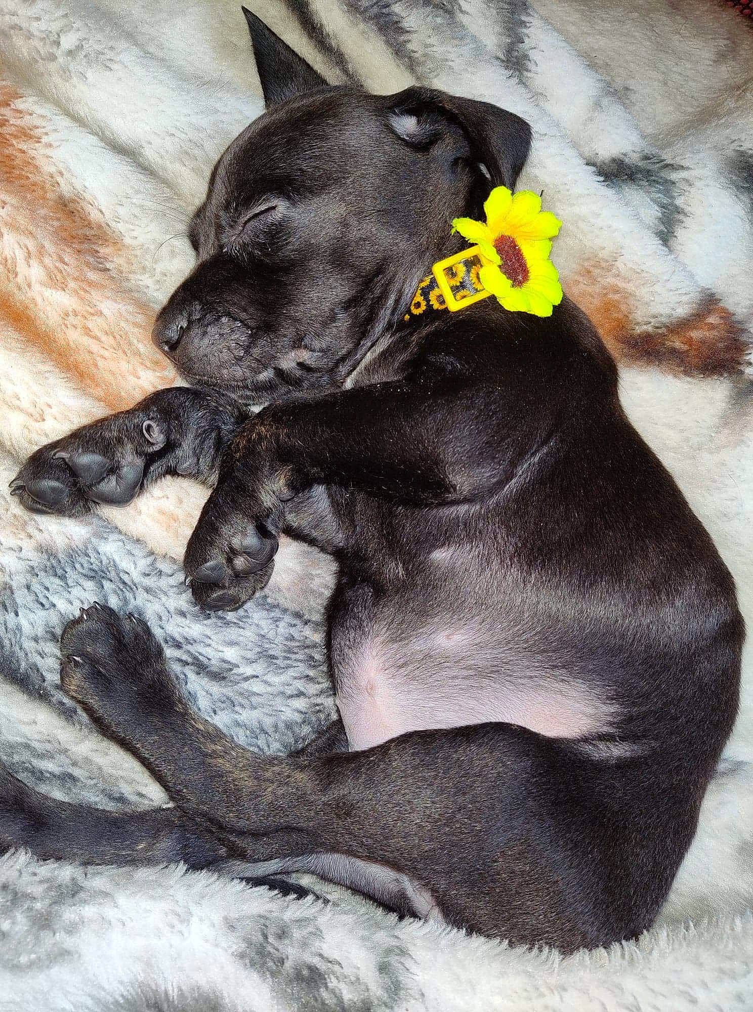 Skyy is registered to the contest to win money with this photo: canidae, carnivore, comfort, companion_dog, dog, dog_breed, dog_supply, fawn, gesture, grey, nap, painting, paw, plant, snout, sporting_group, tail, terrestrial_animal, whiskers, working_animal