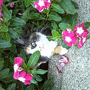 Hollow joined the competition — help win amazing prizes! animal, calico, cat, closeup, curious, cute, exploration, flower, foliage, garden, green_leaf, kitten, nature, outdoor, pet, pink_flower, plant, small, whiskers, young