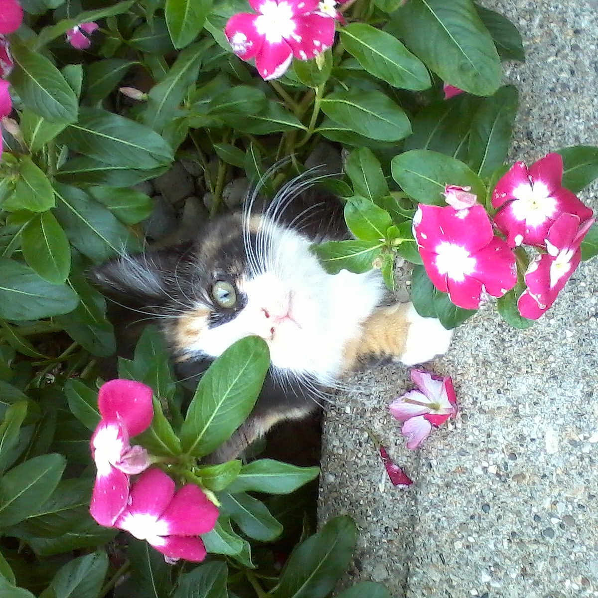 Hollow joined the competition — help win amazing prizes! animal, calico, cat, closeup, curious, cute, exploration, flower, foliage, garden, green_leaf, kitten, nature, outdoor, pet, pink_flower, plant, small, whiskers, young