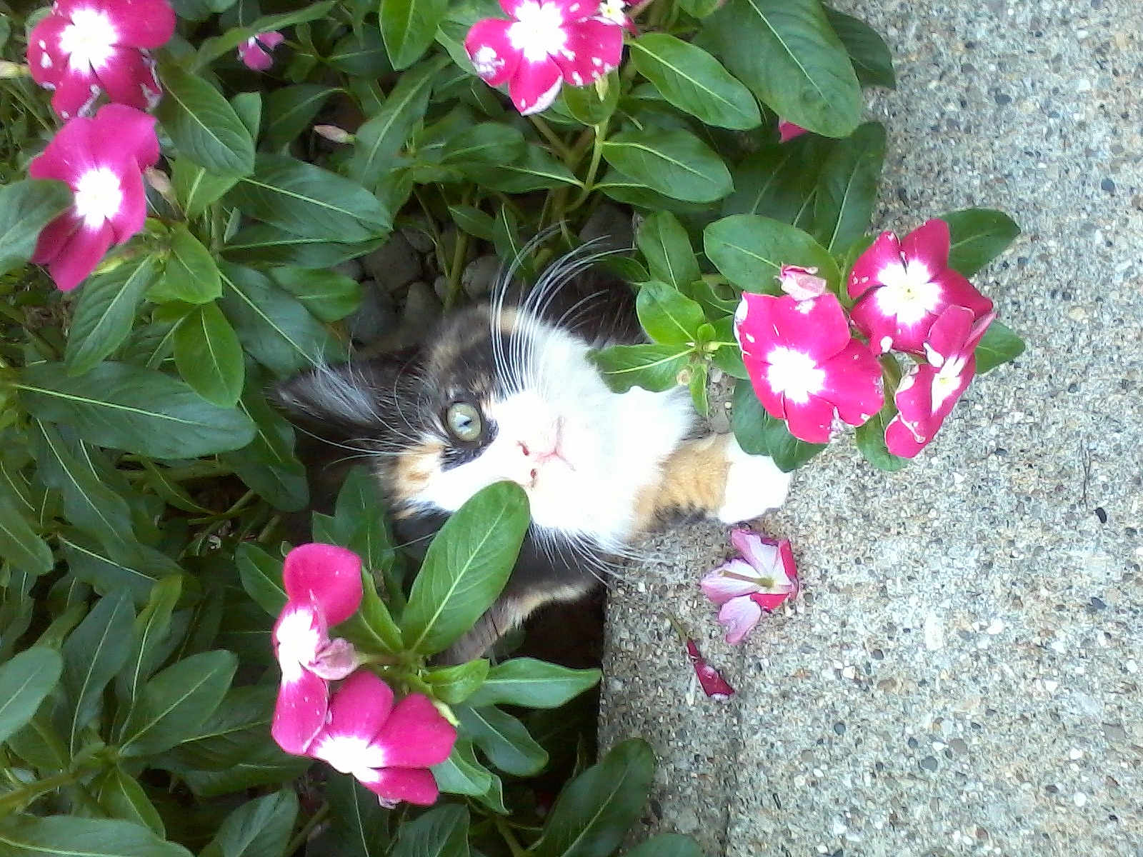 Hollow joined the competition — help win amazing prizes! animal, calico, cat, closeup, curious, cute, exploration, flower, foliage, garden, green_leaf, kitten, nature, outdoor, pet, pink_flower, plant, small, whiskers, young