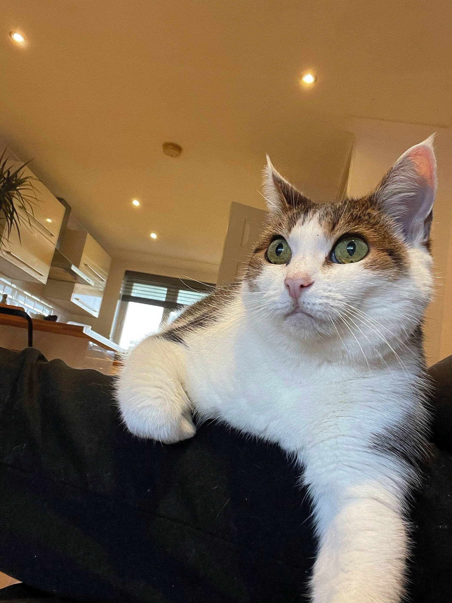 Dora is registered to the contest to win money with this photo: carnivore, cat, comfort, couch, domestic_short_haired_cat, felidae, fur, houseplant, palm_tree, paw, plant, sitting, small_to_medium_sized_cats, snout, tail, tree, whiskers, window