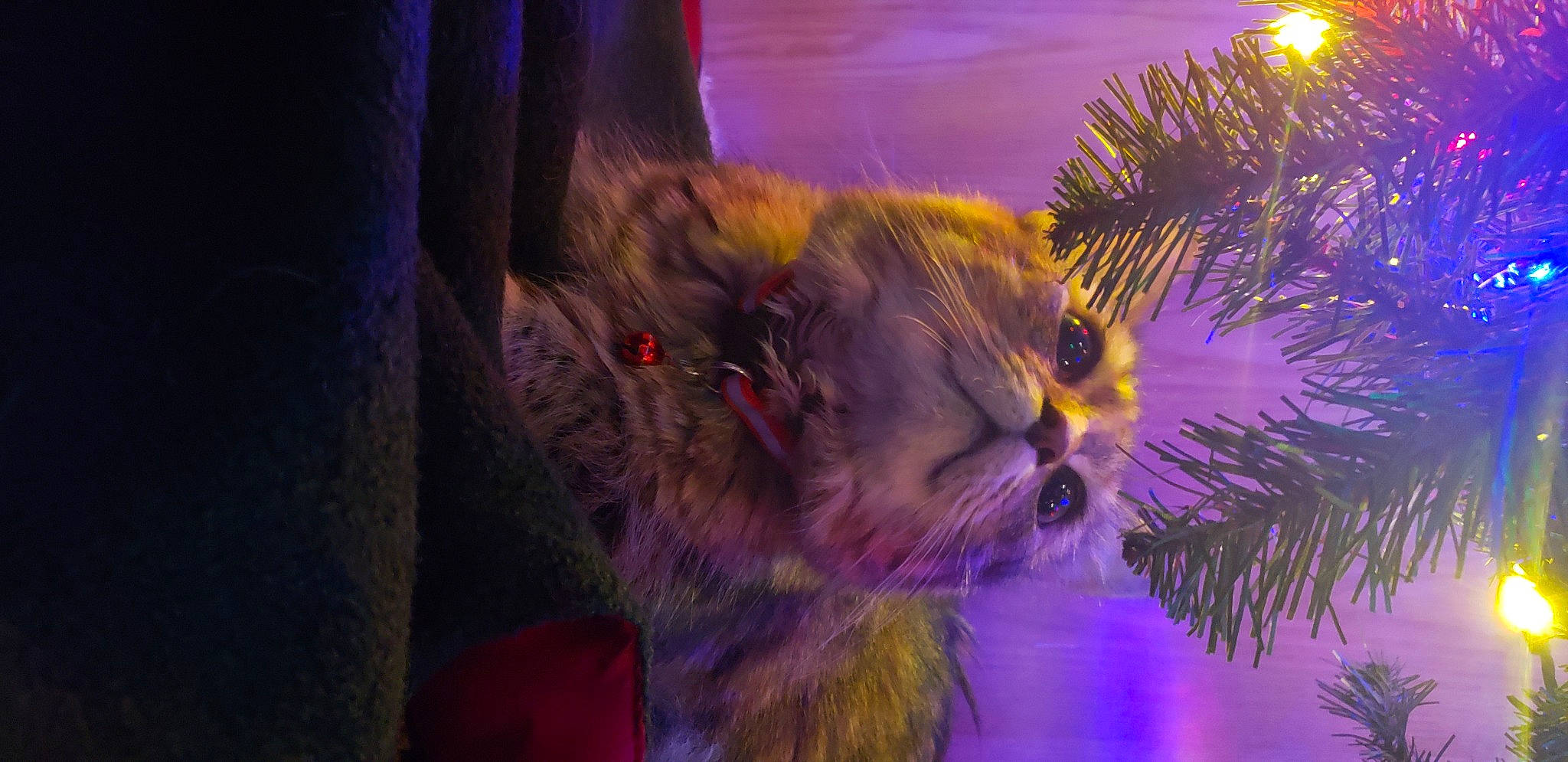 Tinkerbelle is registered to the contest to win money with this photo: carnivore, cg_artwork, christmas, christmas_decoration, christmas_ornament, conifer, electric_blue, event, fawn, felidae, fur, holiday, plant, purple, small_to_medium_sized_cats, snout, tail, tree, whiskers, wildlife