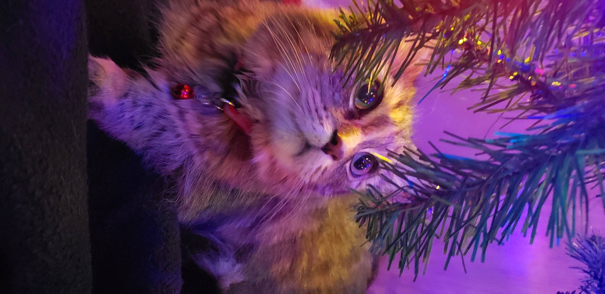 Tinkerbelle is registered to the contest to win money with this photo: carnivore, cat, close_up, conifer, domestic_short_haired_cat, electric_blue, event, felidae, fur, grass, holiday, macro_photography, magenta, plant, purple, small_to_medium_sized_cats, snout, tail, whiskers, wildlife