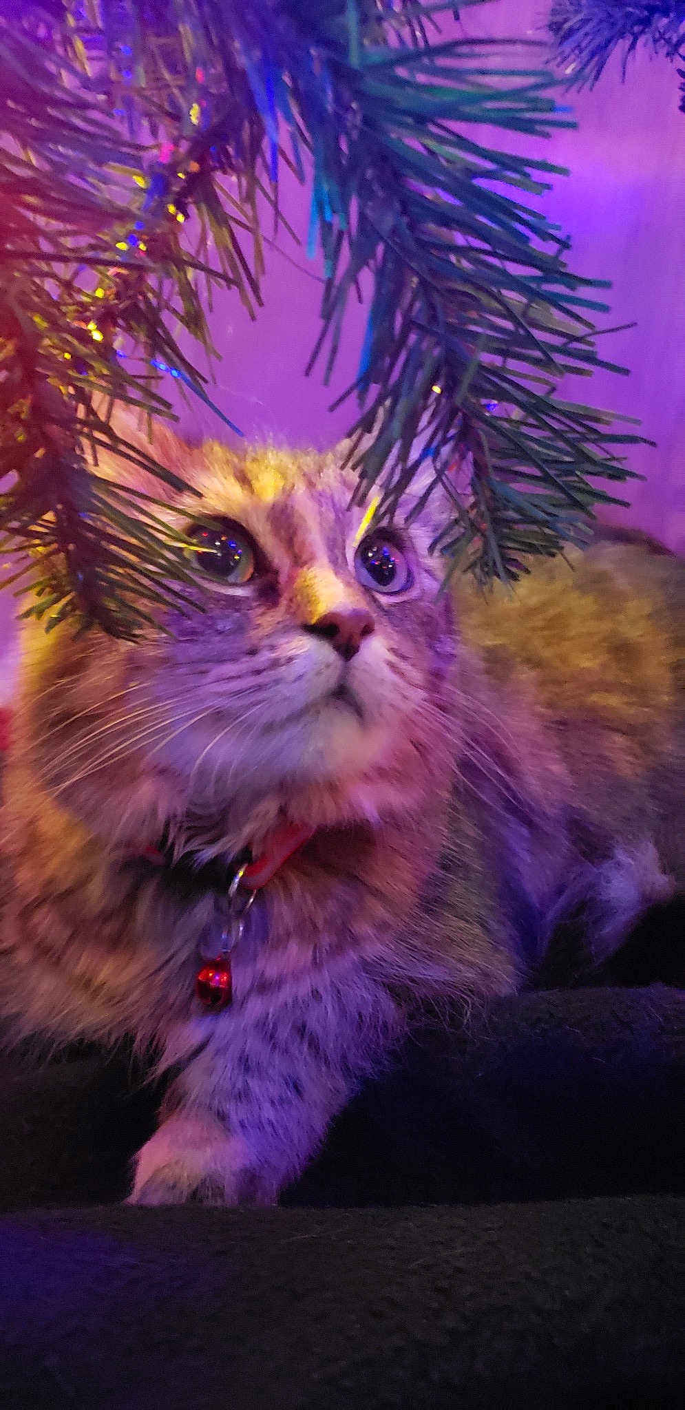 Tinkerbelle
