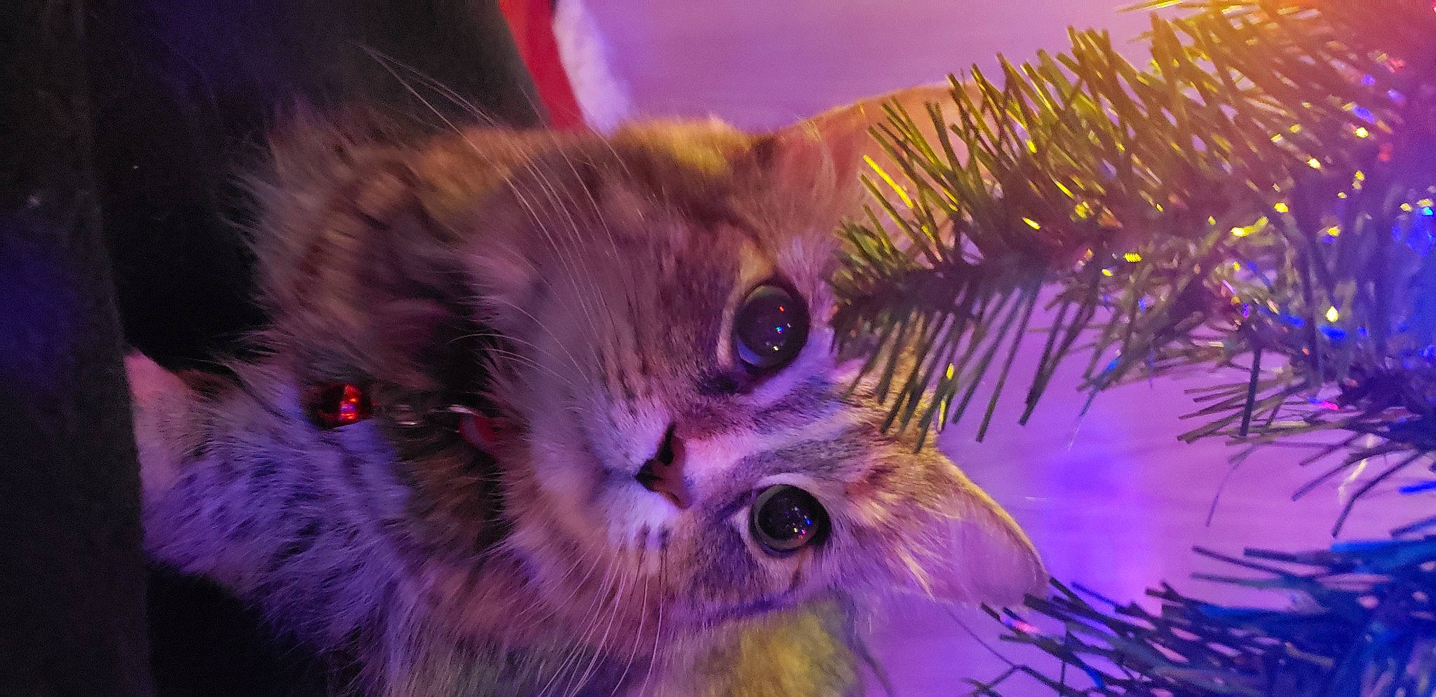 Tinkerbelle joined the competition — help win amazing prizes! carnivore, cat, close_up, conifer, domestic_short_haired_cat, electric_blue, event, fawn, felidae, fur, holiday, macro_photography, magenta, night, plant, small_to_medium_sized_cats, snout, tail, whiskers, winter