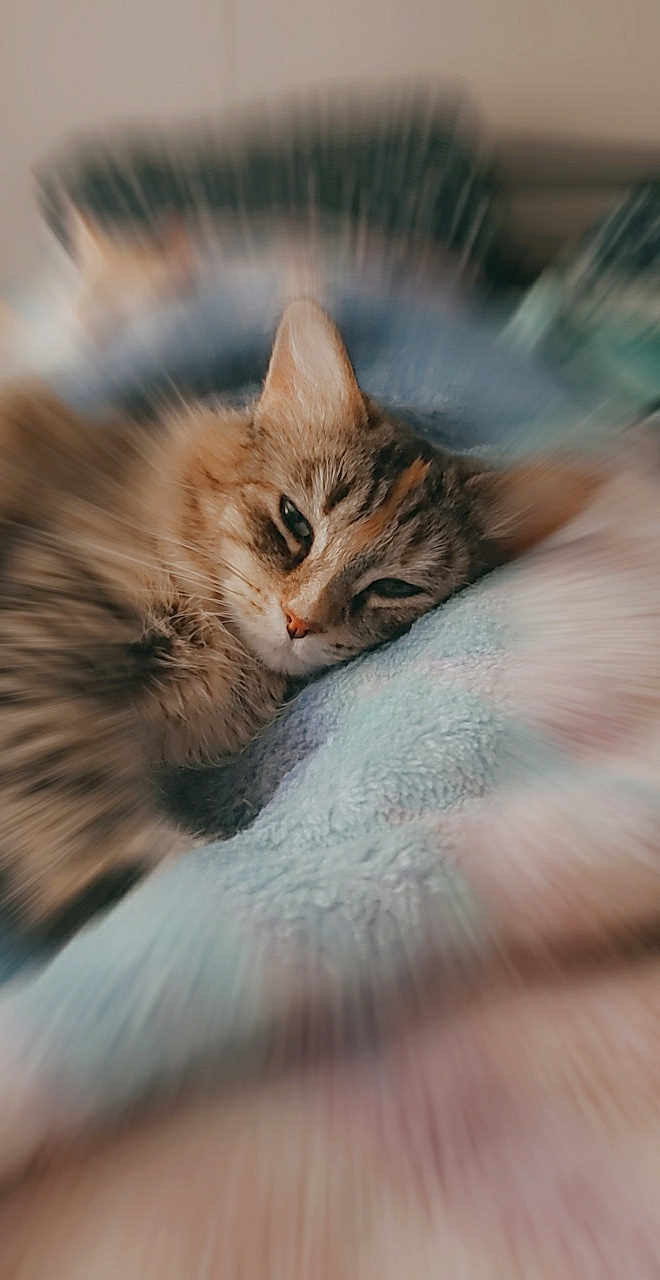 Tinkerbelle