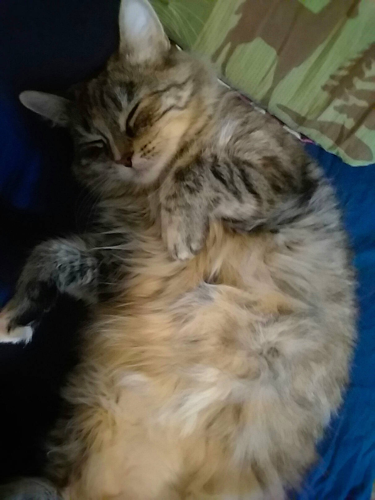 Tinkerbelle joined the competition — help win amazing prizes! carnivore, cat, claw, comfort, domestic_short_haired_cat, fawn, felidae, fur, iris, maine_coon, nap, paw, small_to_medium_sized_cats, snout, tail, terrestrial_animal, whiskers