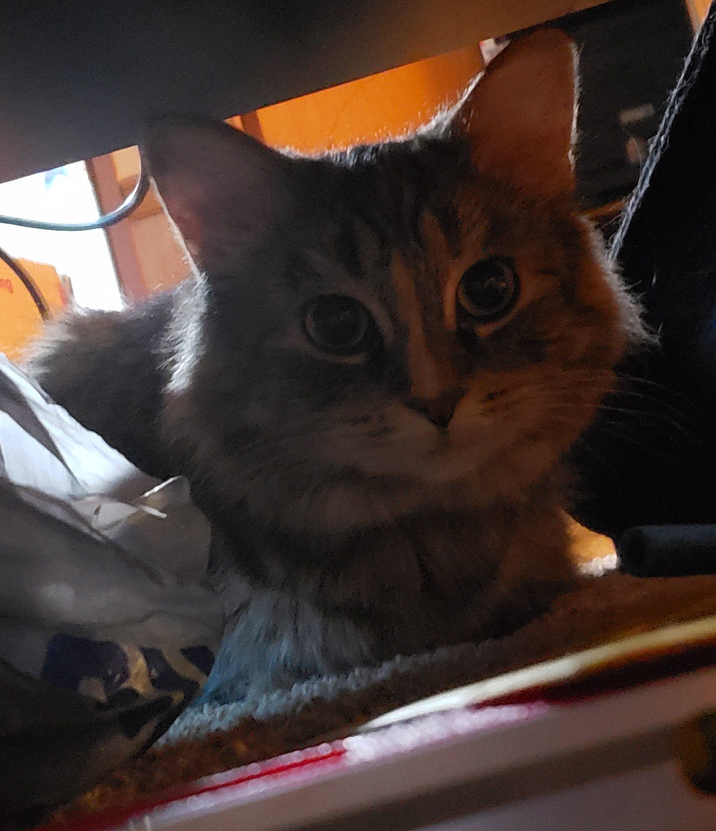 Tinkerbelle joined the competition — help win amazing prizes! box, cardboard, carnivore, cat, cat_supply, comfort, domestic_short_haired_cat, felidae, fur, mammal, pet_supply, small_to_medium_sized_cats, vertebrate, whiskers