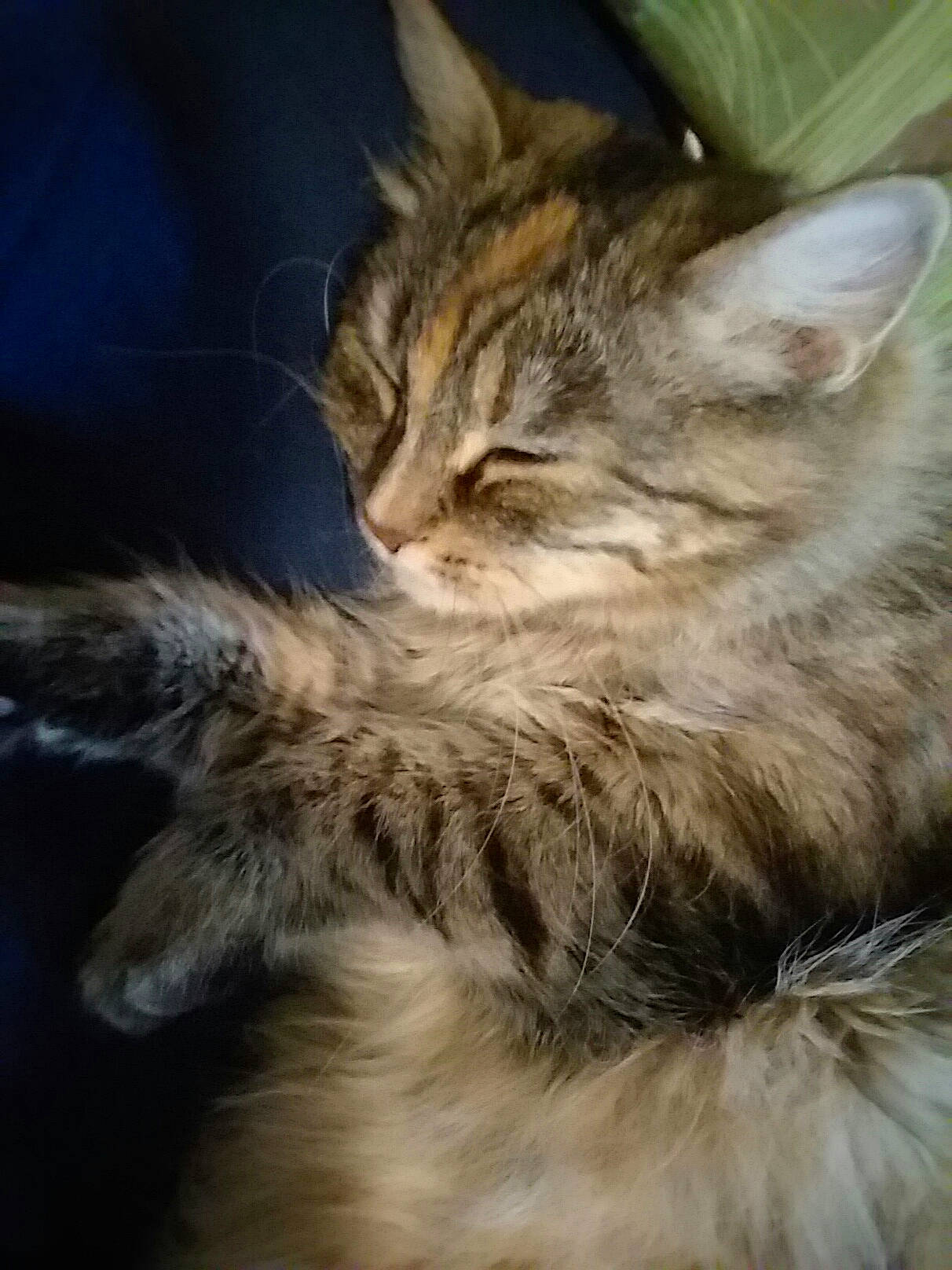Tinkerbelle is registered to the contest to win money with this photo: carnivore, cat, claw, domestic_short_haired_cat, eye, felidae, fur, maine_coon, paw, siberian, small_to_medium_sized_cats, snout, tail, terrestrial_animal, whiskers, wildlife