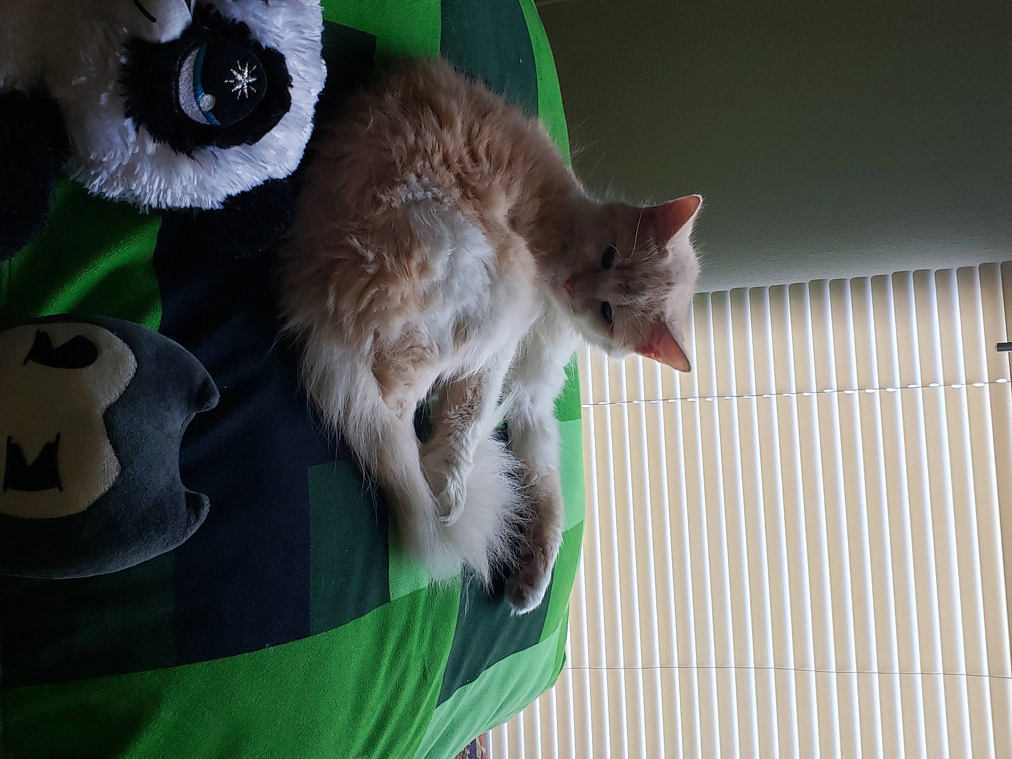 Buds joined the competition — help win amazing prizes! balinese, carnivore, cat, cat_supply, claw, collar, domestic_short_haired_cat, fawn, felidae, fur, grass, green, paw, small_to_medium_sized_cats, snout, stuffed_toy, tail, thai, toy, whiskers