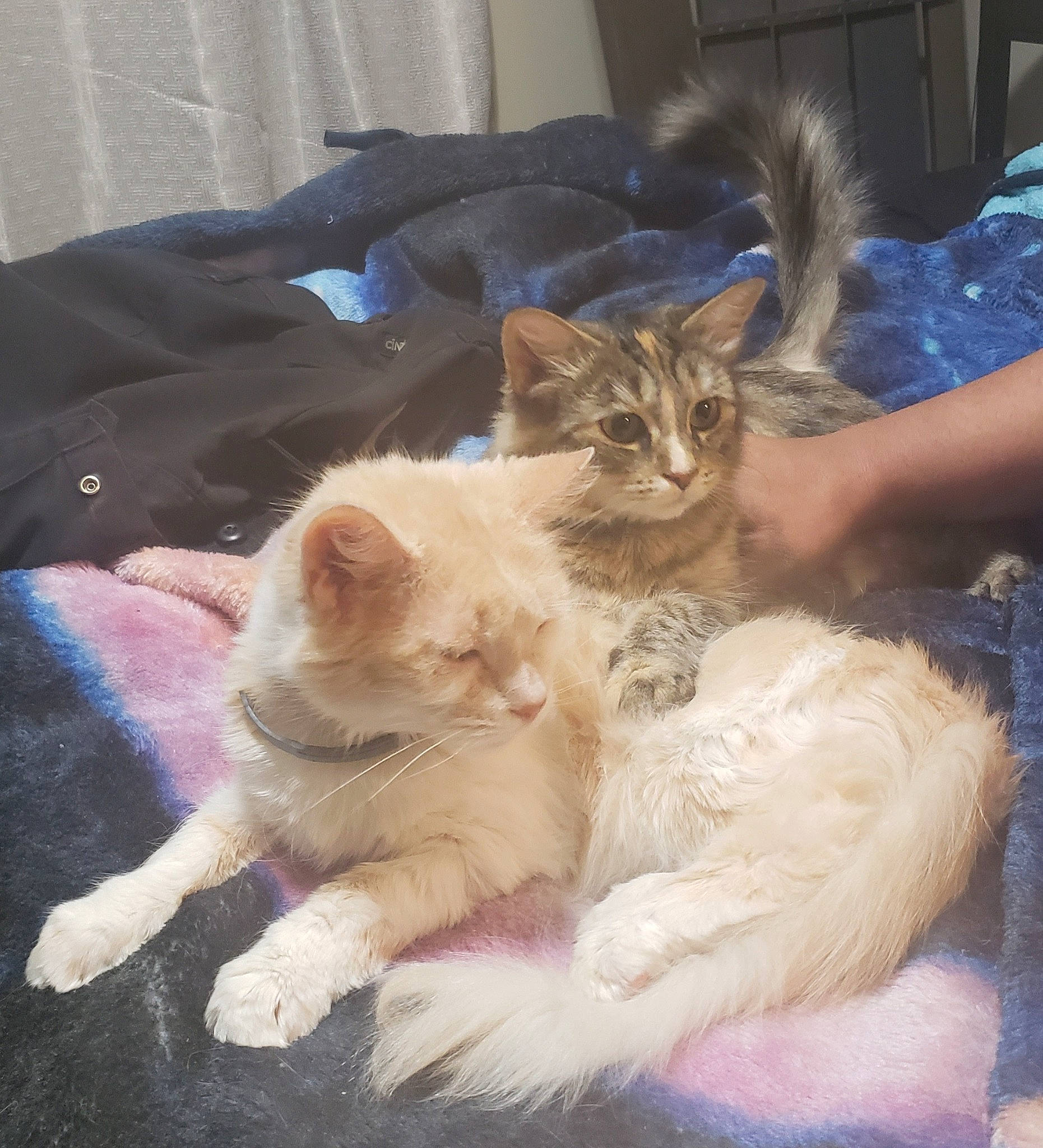 Buds is registered to the contest to win money with this photo: carnivore, cat, claw, comfort, domestic_short_haired_cat, fawn, felidae, fur, lap, nap, paw, sitting, small_to_medium_sized_cats, snout, tail, whiskers