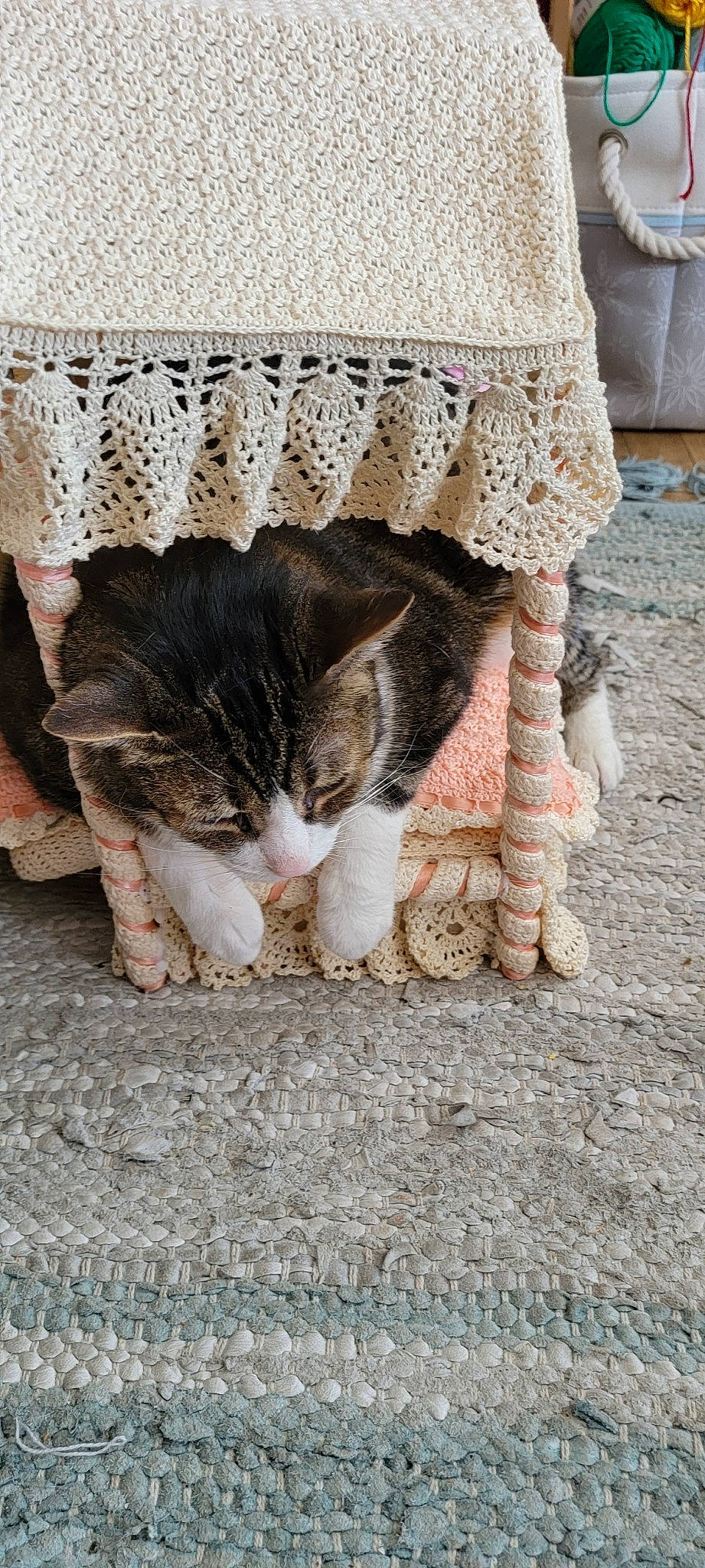 Harley is registered to the contest to win money with this photo: carnivore, cat, comfort, eye, fawn, felidae, floor, flooring, foot, fur, grass, human_leg, sitting, small_to_medium_sized_cats, snout, tail, whiskers, wood, wool, woolen