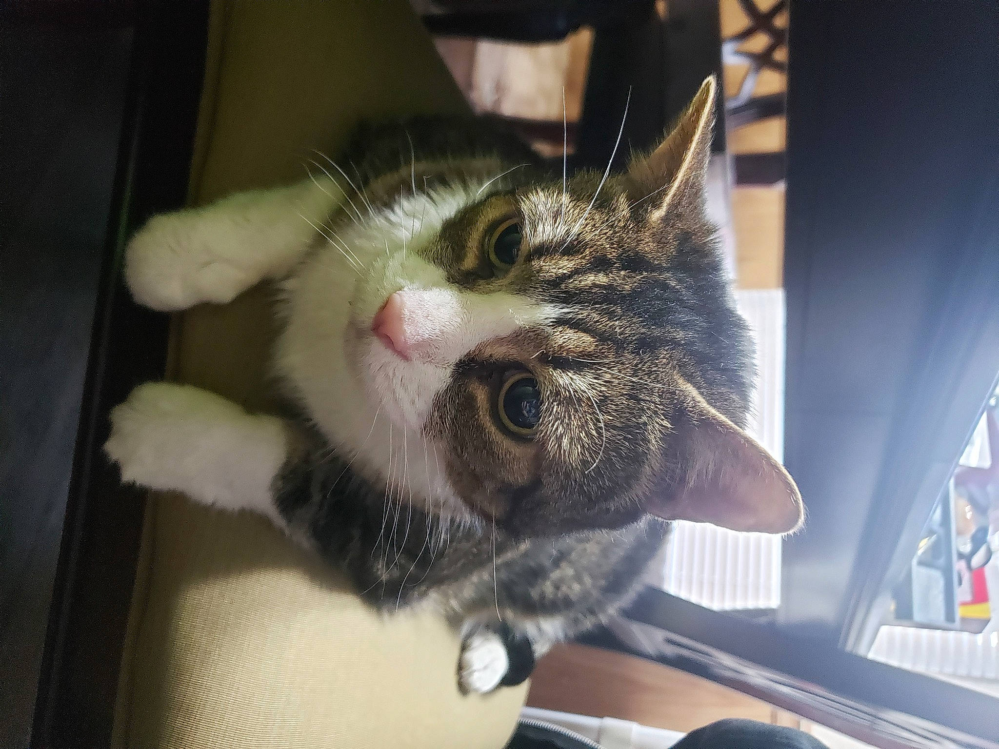 Harley joined the competition — help win amazing prizes! carnivore, cat, claw, comfort, domestic_short_haired_cat, felidae, fur, head, paw, small_to_medium_sized_cats, snout, tail, whiskers, window