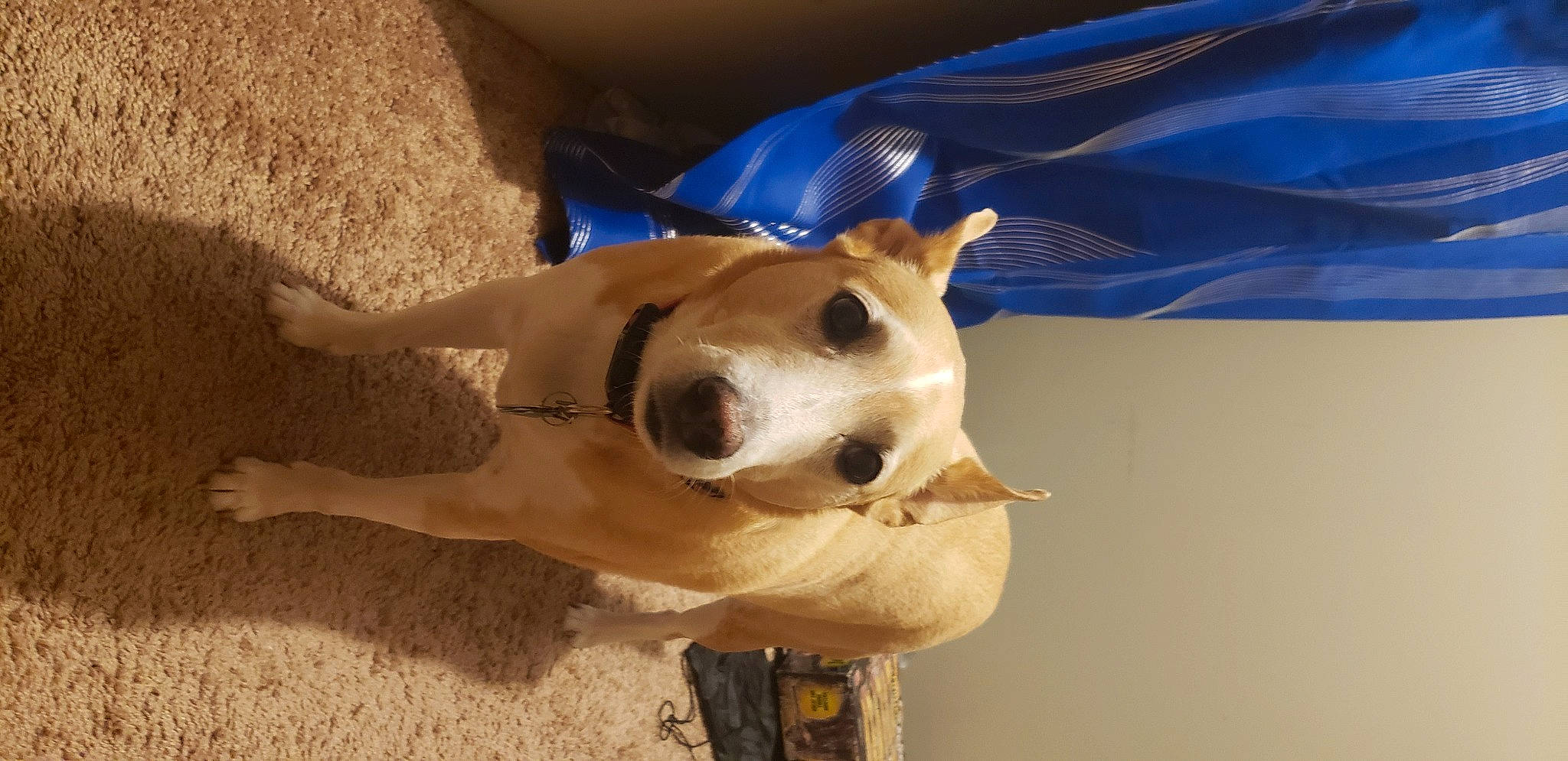 Bear is registered to the contest to win money with this photo: ancient_dog_breeds, canidae, carnivore, collar, companion_dog, dog, dog_breed, dog_collar, dog_supply, ear, electric_blue, fawn, non_sporting_group, paw, pet_supply, snout, sporting_group, tail, whiskers, working_animal