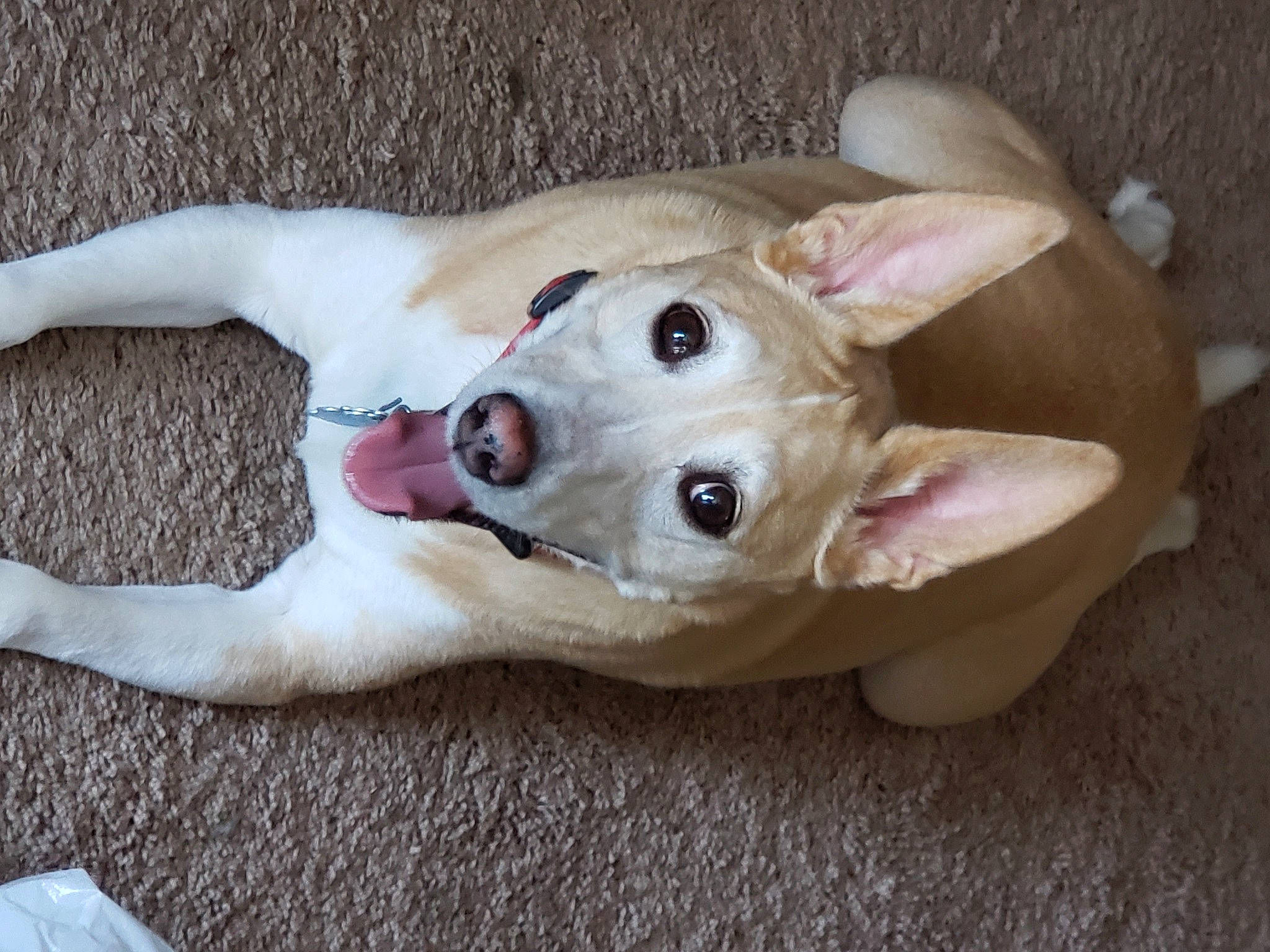 Bear joined the competition — help win amazing prizes! canidae, carnivore, companion_dog, dog, dog_breed, dog_supply, fawn, foot, fur, non_sporting_group, paw, puppy, snout, sporting_group, tail, terrestrial_animal, whiskers, wood, working_animal