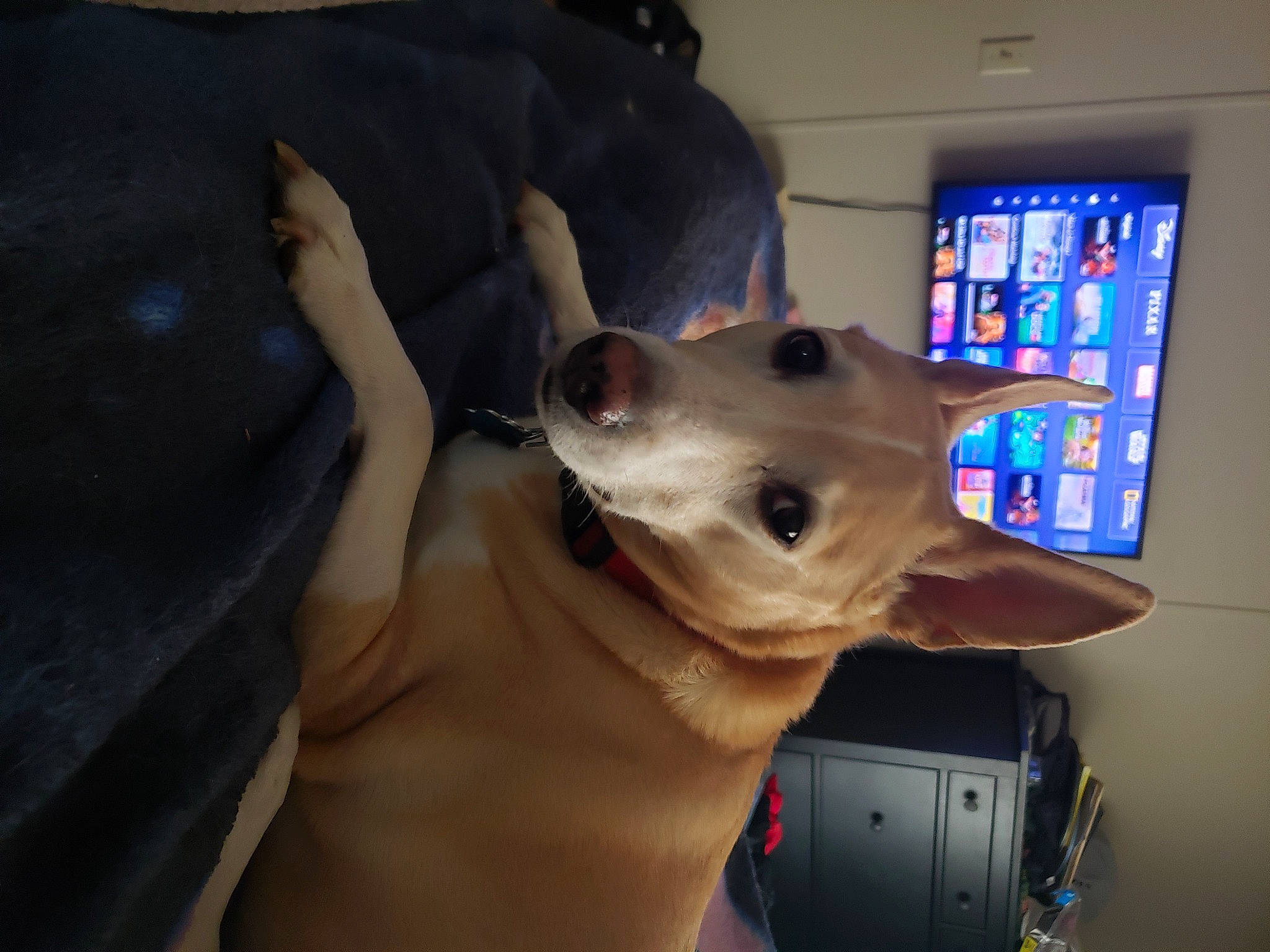 Bear is registered to the contest to win money with this photo: cable_television, canidae, carnivore, comfort, companion_dog, display_device, dog, dog_breed, ear, fawn, fur, gadget, guard_dog, non_sporting_group, smile, snout, sporting_group, television, whiskers, working_animal