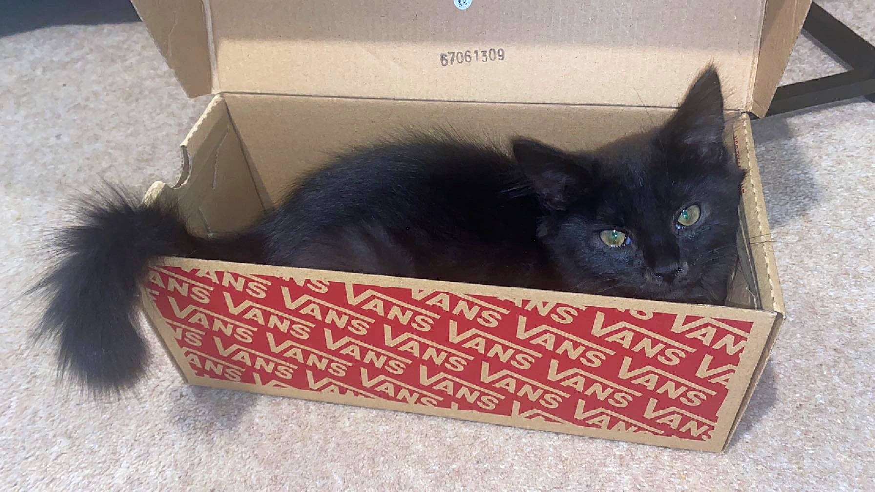 Hugo joined the competition — help win amazing prizes! black_cat, box, cardboard, carnivore, carton, cat, cat_supply, domestic_short_haired_cat, felidae, fur, packaging_and_labeling, packing_materials, paper_product, pet_supply, rectangle, shipping_box, small_to_medium_sized_cats, snout, tail, whiskers