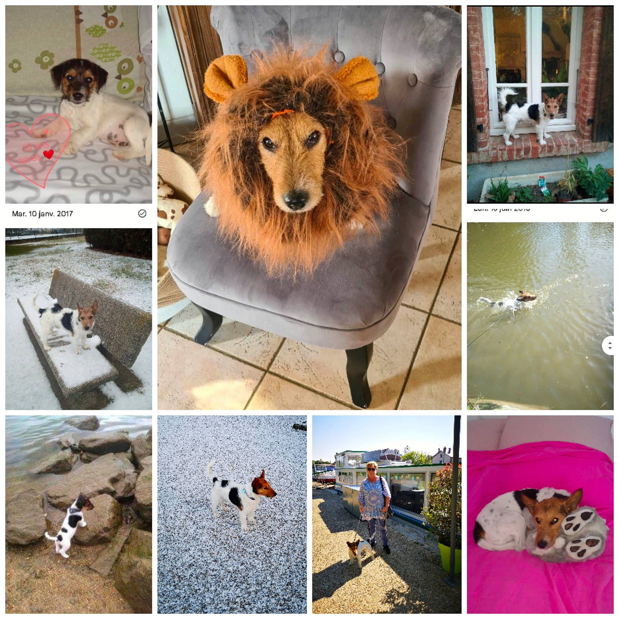 Simba a rejoint le concours — aidez-le/la à gagner de superbes lots ! adaptation, art, big_cats, collage, fawn, felidae, font, fur, illustration, lion, masai_lion, organism, photograph, snapshot, stock_photography, table, terrestrial_animal, tree, whiskers, wood