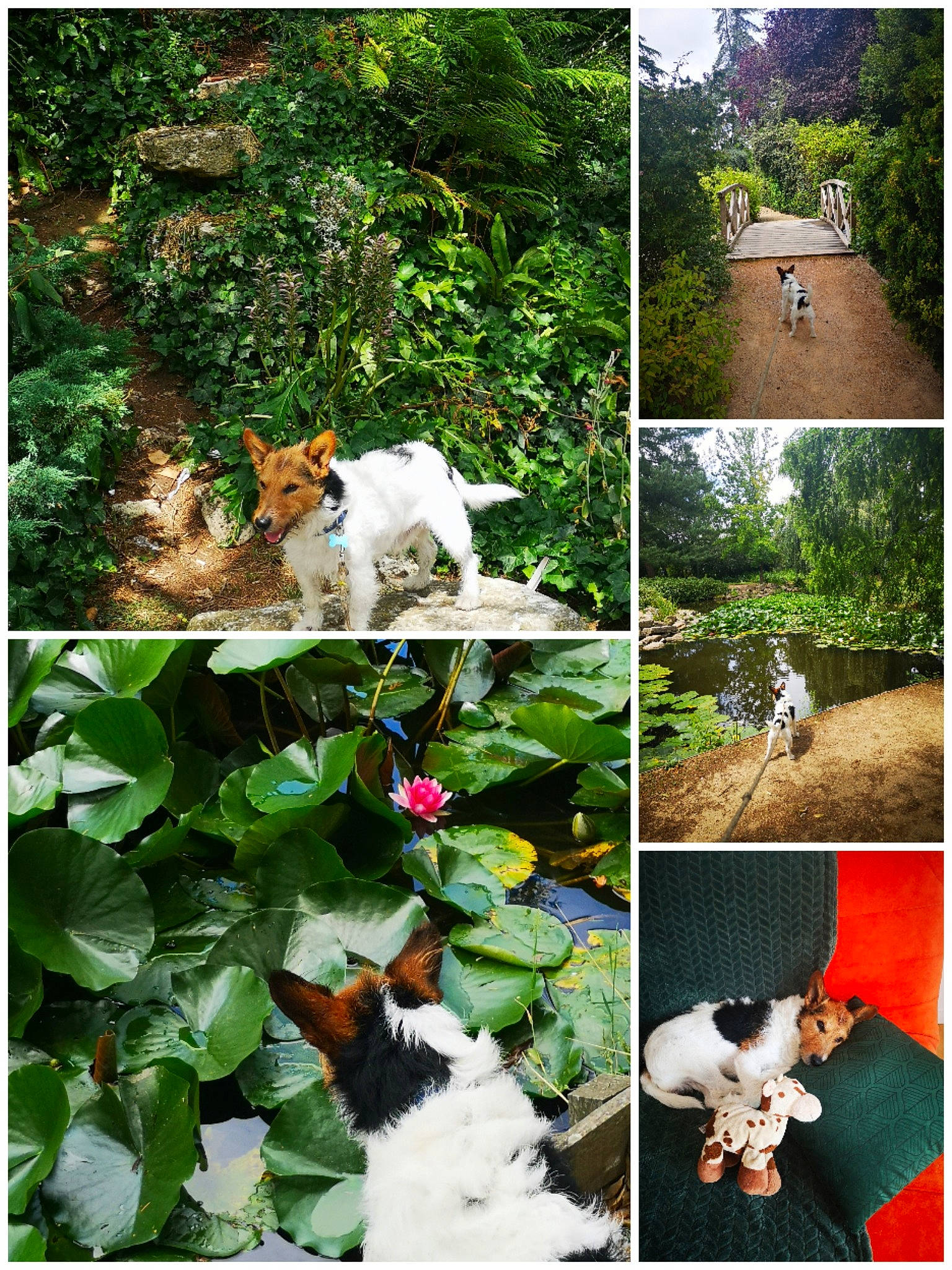 Simba a rejoint le concours — aidez-le/la à gagner de superbes lots ! adaptation, beauty, botany, carnivore, cat, companion_dog, felidae, flower, grass, landscape, natural_landscape, nature, organism, photograph, plant, terrestrial_plant, tree, vegetation, vertebrate, white