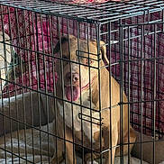 Mia joined the competition — help win amazing prizes! dog, crate, pet, cage, indoor, bed, plaid, fabric, happy, tongue_out, brown_dog, white_paws, metal_bars, resting, animal, canine, domestic, comfort, fenced, cute