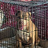 dog, crate, pet, cage, indoor, bed, plaid, fabric, happy, tongue_out, brown_dog, white_paws, metal_bars, resting, animal, canine, domestic, comfort, fenced, cute