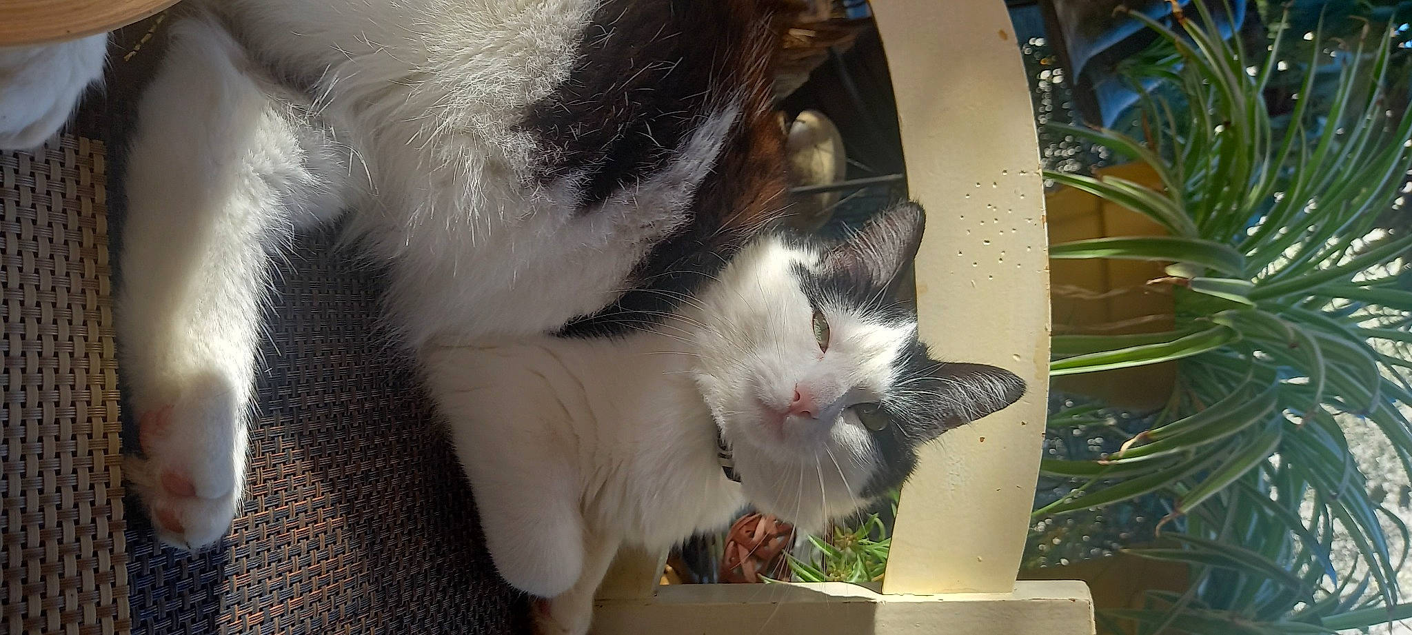 Rocky a rejoint le concours — aidez-le/la à gagner de superbes lots ! box, carnivore, cat, cat_supply, claw, domestic_short_haired_cat, drinking, felidae, flowerpot, fur, grass, paw, pet_supply, photo_caption, plant, small_to_medium_sized_cats, tail, whiskers, window