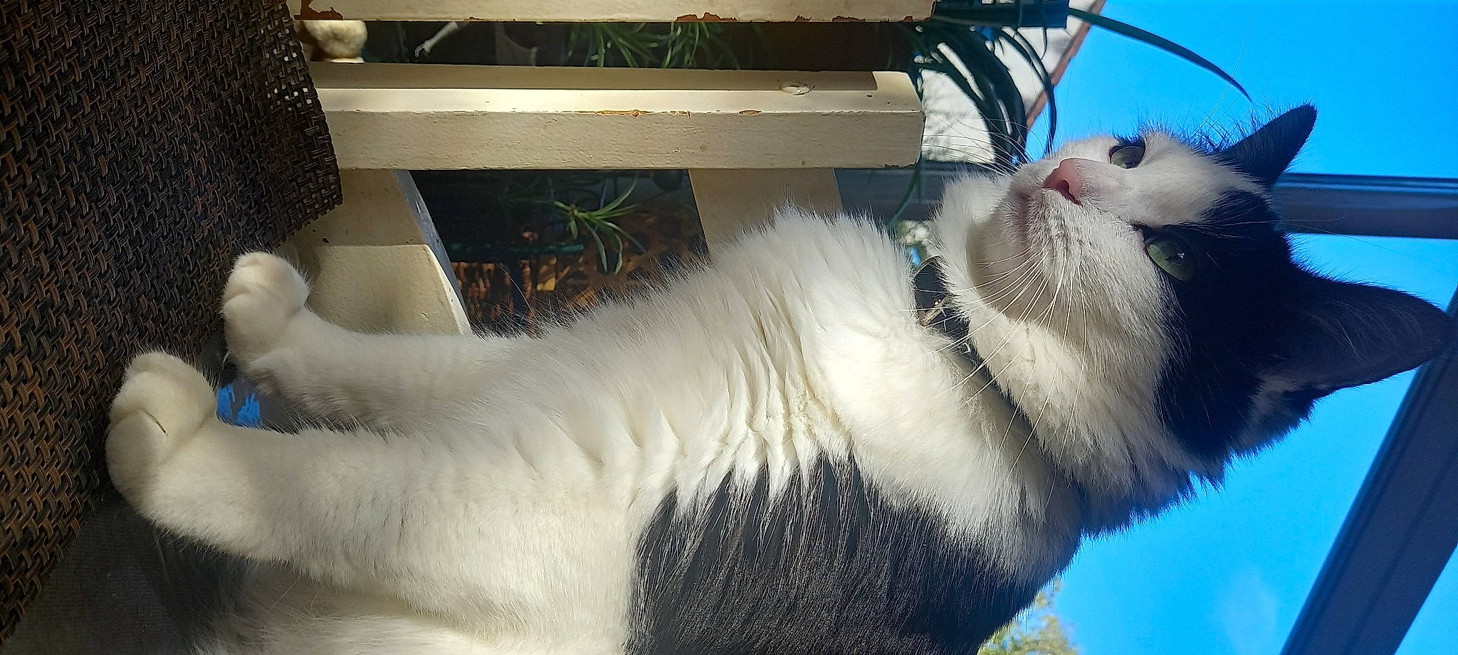 Rocky participe au concours pour gagner de l'argent avec cette photo : canidae, carnivore, collar, companion_dog, dog_breed, dog_collar, felidae, fur, goats, horse, livestock, sky, small_to_medium_sized_cats, snout, sporting_group, stallion, tail, terrestrial_animal, whiskers, working_animal