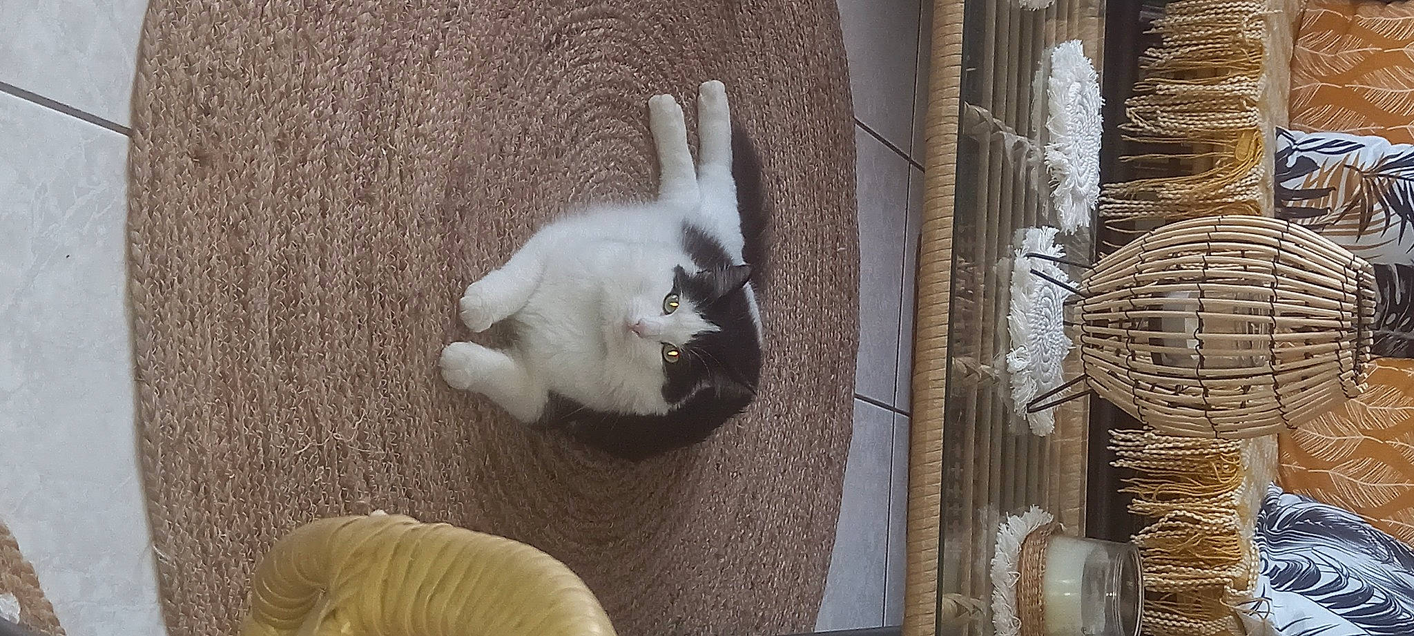 Rocky a rejoint le concours — aidez-le/la à gagner de superbes lots ! art, carnivore, cat, comfort, companion_dog, domestic_rabbit, fawn, felidae, flooring, fur, paw, rabbits_and_hares, small_to_medium_sized_cats, snout, tail, terrestrial_animal, twig, whiskers, window, wood