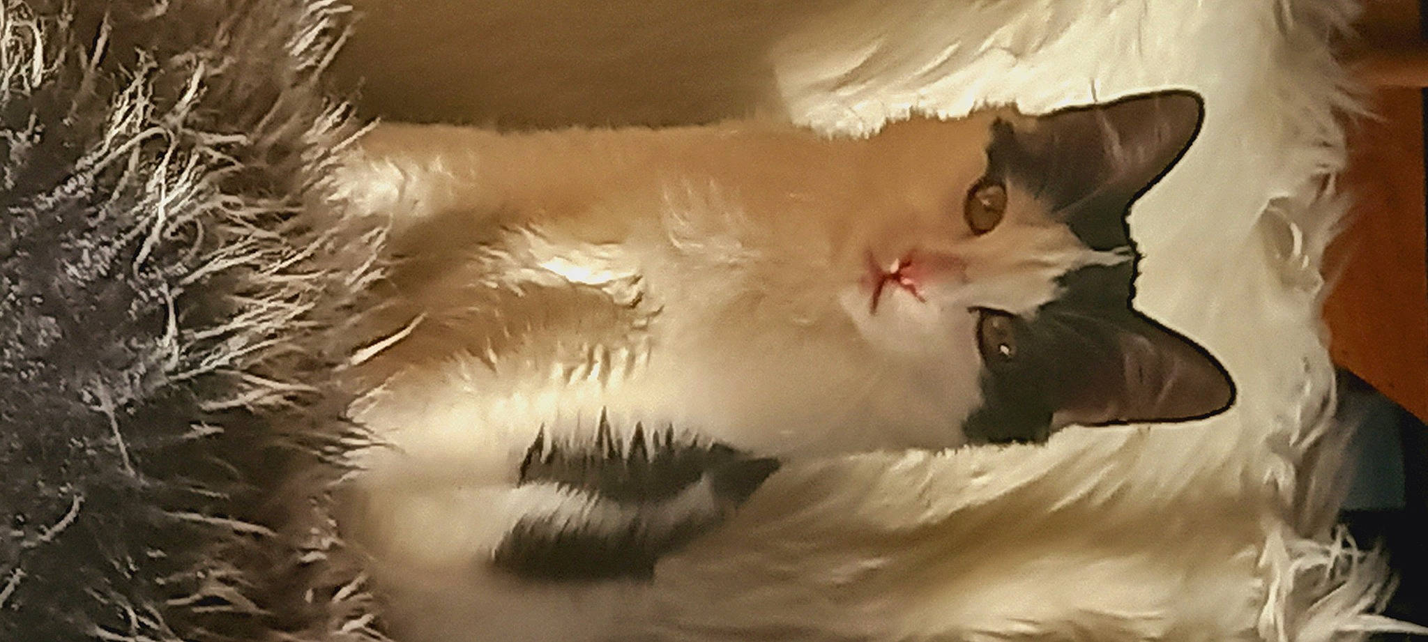 Rocky participe au concours pour gagner de l'argent avec cette photo : art, carnivore, cat, darkness, domestic_short_haired_cat, eyelash, feather, felidae, fruit, fur, macro_photography, paw, small_to_medium_sized_cats, tail, tree, whiskers, wing