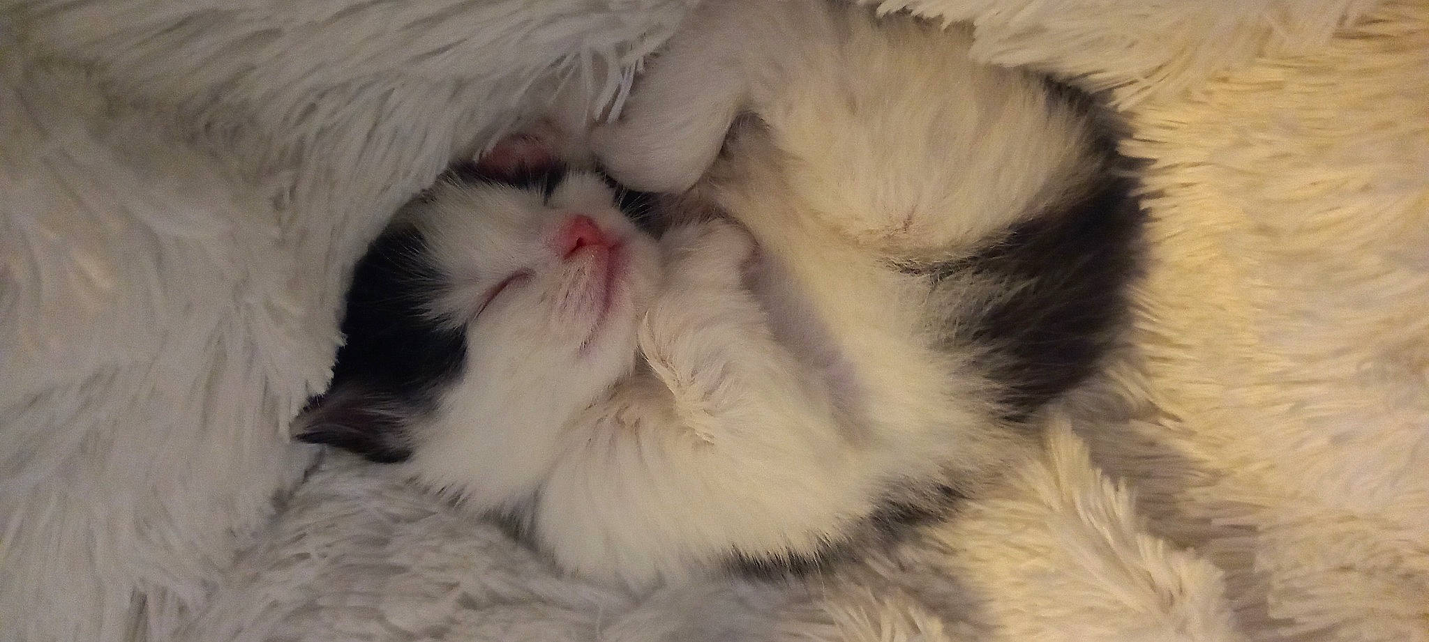 Rocky participe au concours pour gagner de l'argent avec cette photo : carnivore, cat, cat_bed, claw, comfort, fang, fawn, felidae, fur, nap, natural_material, paw, ragdoll, sleep, small_to_medium_sized_cats, snout, terrestrial_animal, whiskers