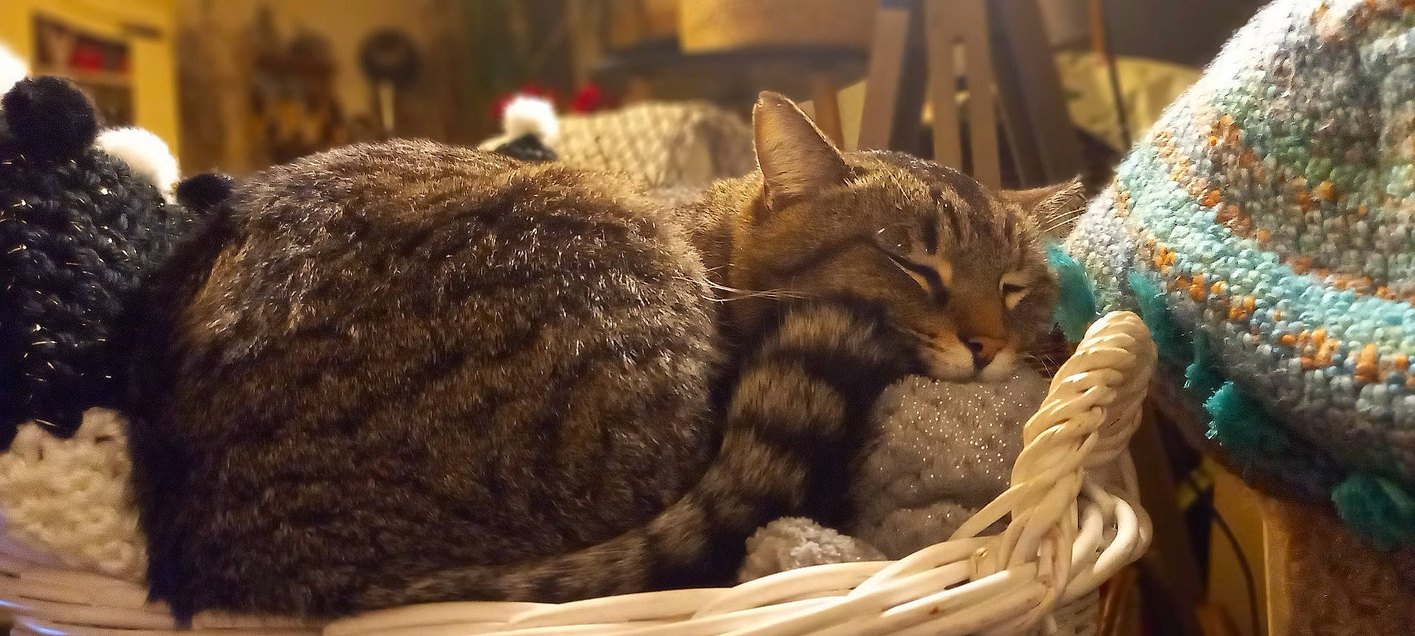 Misha participe au concours pour gagner de l'argent avec cette photo : basket, carnivore, cat, cat_supply, claw, comfort, domestic_short_haired_cat, felidae, fur, nap, small_to_medium_sized_cats, terrestrial_animal, whiskers, wicker