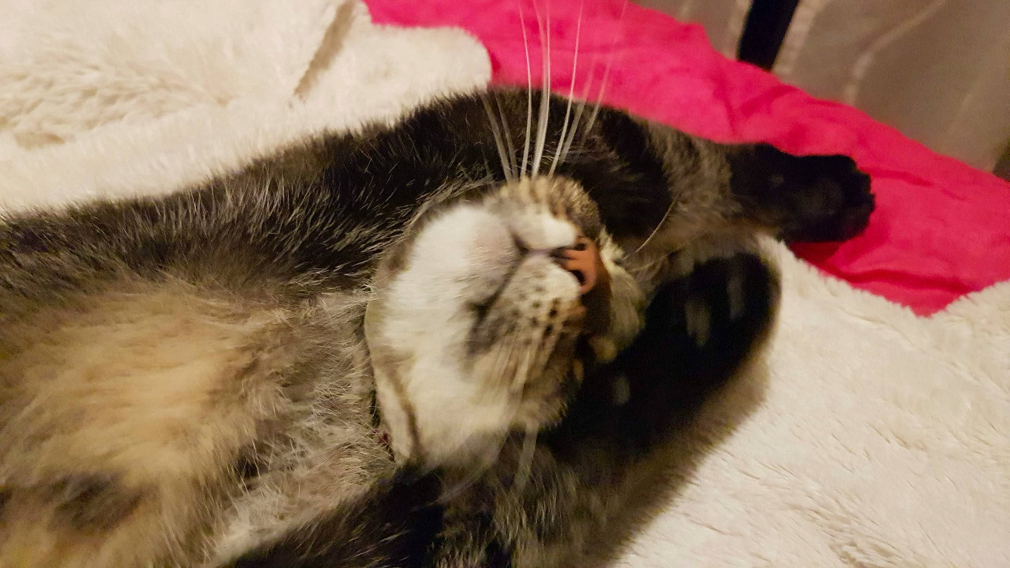 Misha participe au concours pour gagner de l'argent avec cette photo : carnivore, cat, cat_supply, claw, comfort, dog_breed, domestic_short_haired_cat, felidae, fur, nap, paw, sleep, small_to_medium_sized_cats, snout, tail, terrestrial_animal, whiskers