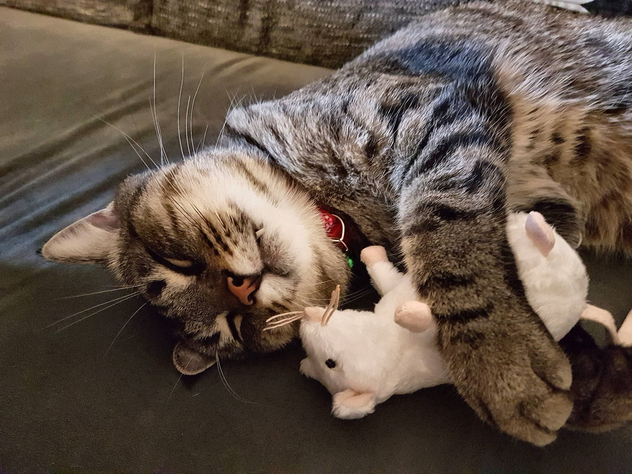 Misha a rejoint le concours — aidez-le/la à gagner de superbes lots ! carnivore, cat, claw, comfort, domestic_short_haired_cat, felidae, foot, fur, grass, nap, paw, sleep, small_to_medium_sized_cats, snout, tail, terrestrial_animal, whiskers, wildlife