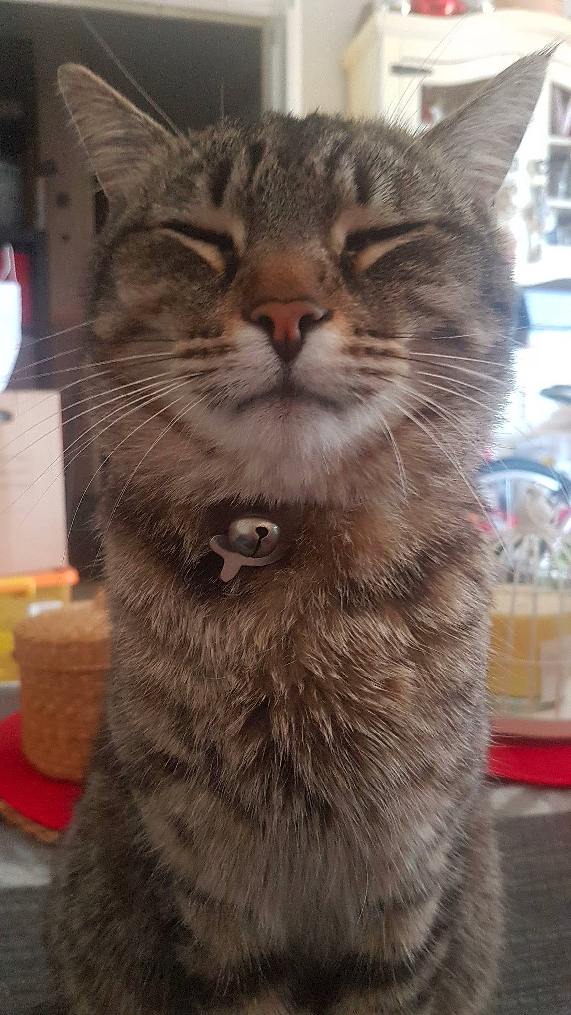 Misha a rejoint le concours — aidez-le/la à gagner de superbes lots ! carnivore, cat, claw, domestic_short_haired_cat, felidae, fur, paw, small_to_medium_sized_cats, snout, tail, terrestrial_animal, whiskers, window