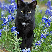 Tuxedo joined the competition — help win amazing prizes! animal, black_cat, blue_flowers, cat, close_up, curious, feline, flora, garden, greenery, nature, outdoor, pet, plants, portrait, spring, summer, whiskers, wildflowers, yellow_eyes