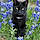 Tuxedo