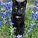 Tuxedo