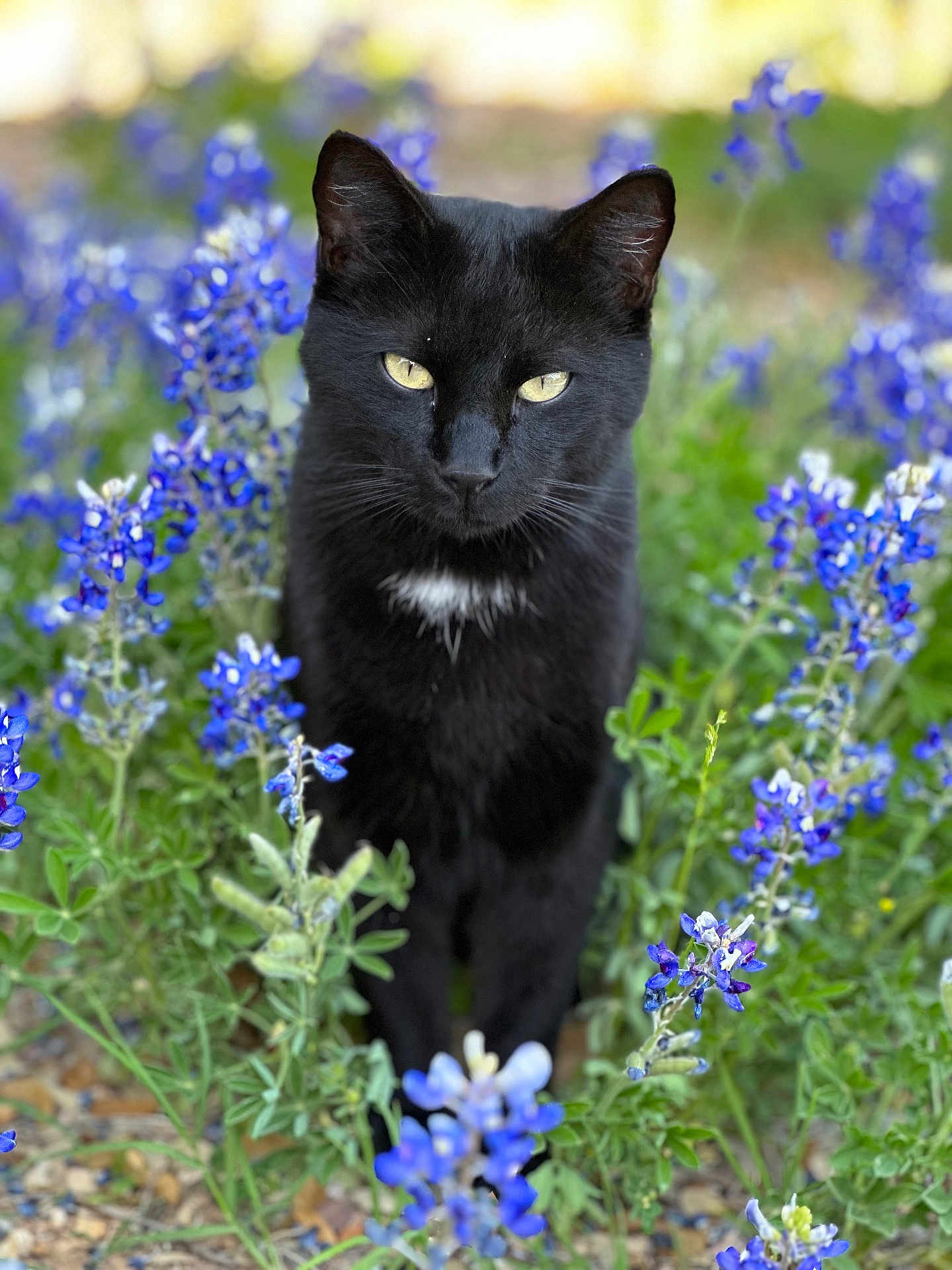 Tuxedo